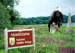 Montezuma Wildlife Refuge